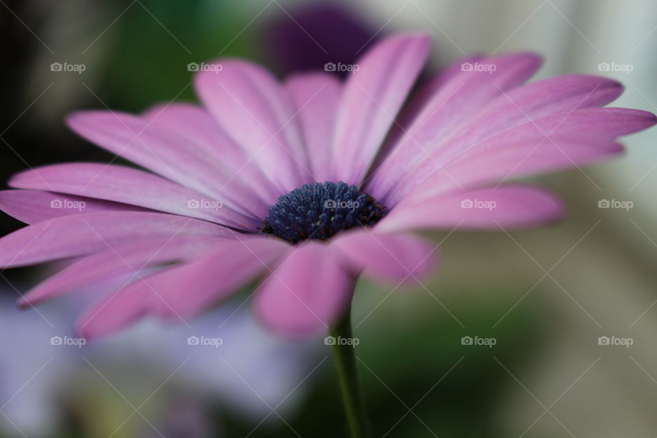 Macro shot of purple flower