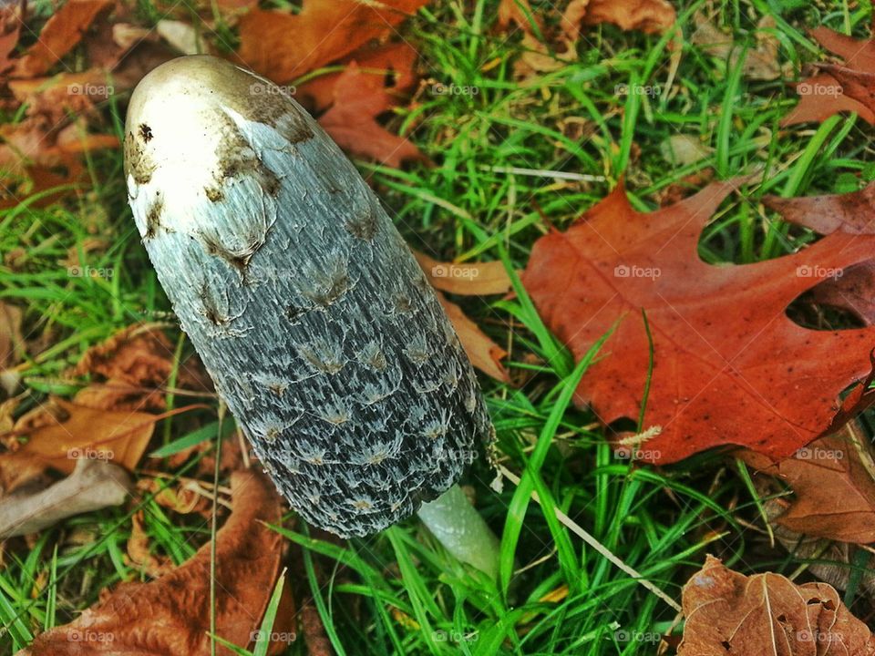 Shaggy Mane