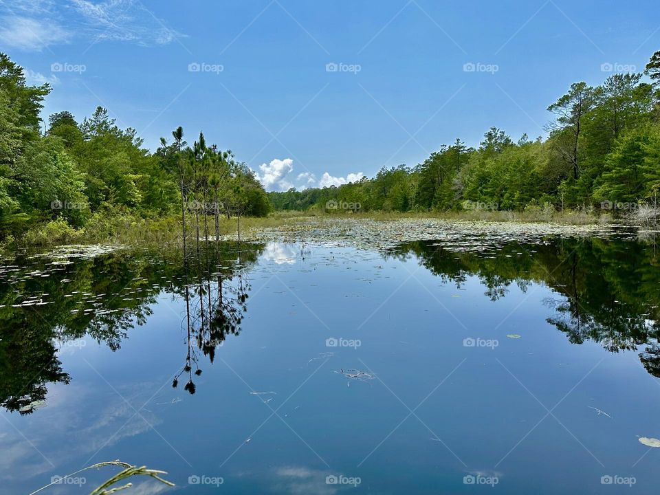 A Day in the Forest - It was a calm, and I found myself resting at the side of a large oak tree, admiring the beauty of fragrant water lily pond. Lilies are a perennial, that grow in freshwater lakes, ponds and slow-moving streams and ditches