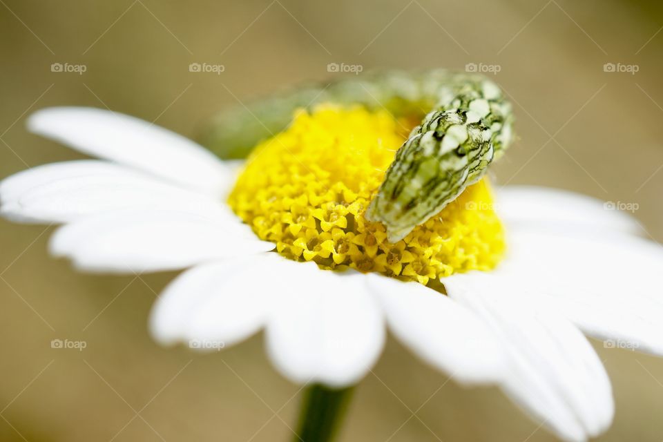 Wild daisy being eaten by a caterpillar 