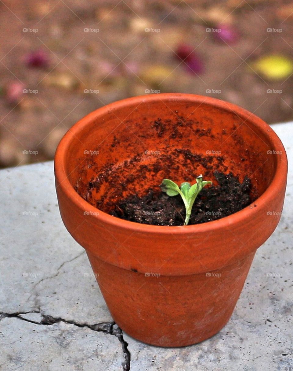A sprout in a small pot
