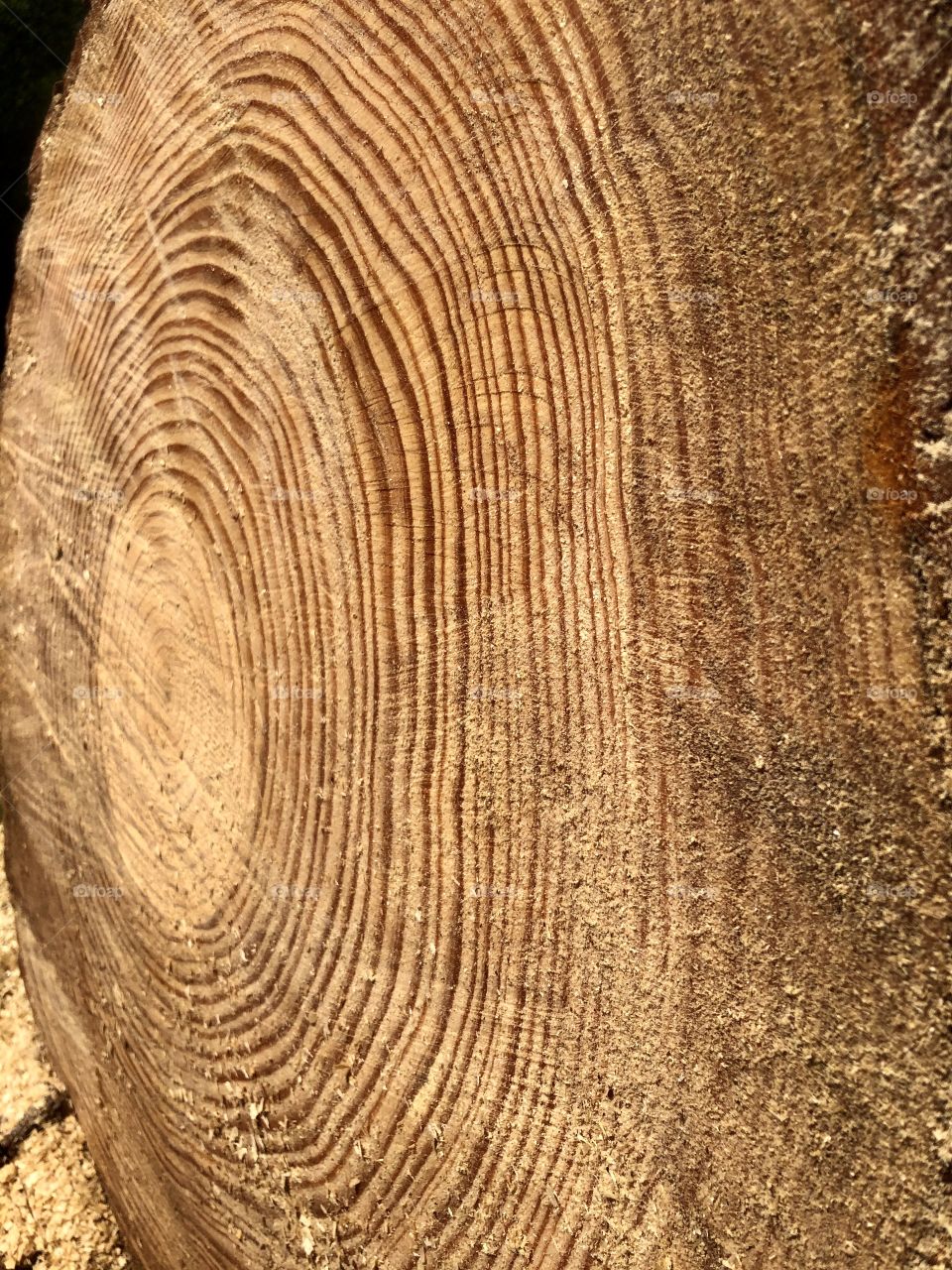 Full frame closeup of freshly sawn large old pine tree 