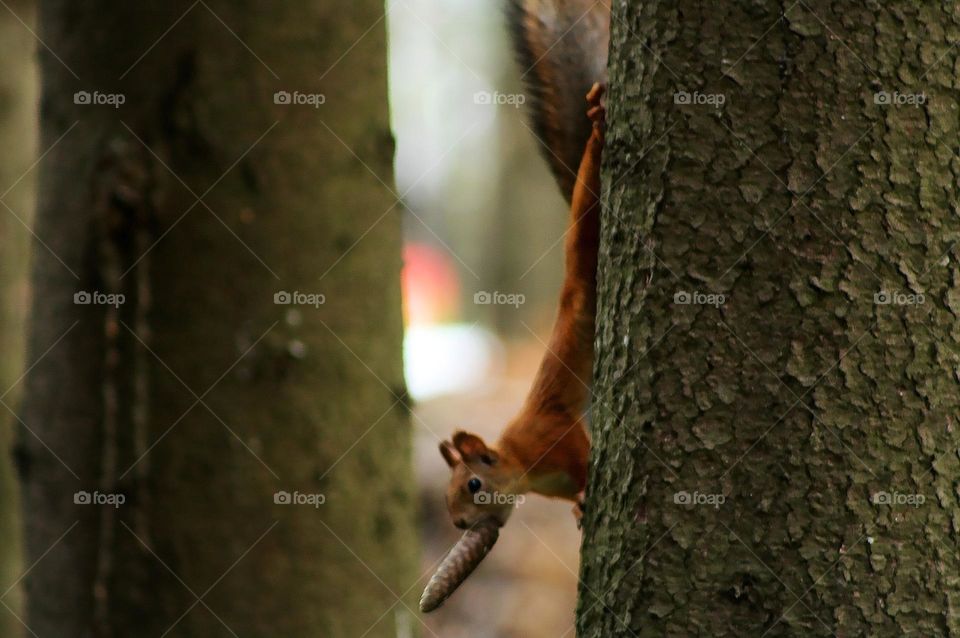 Squirrel