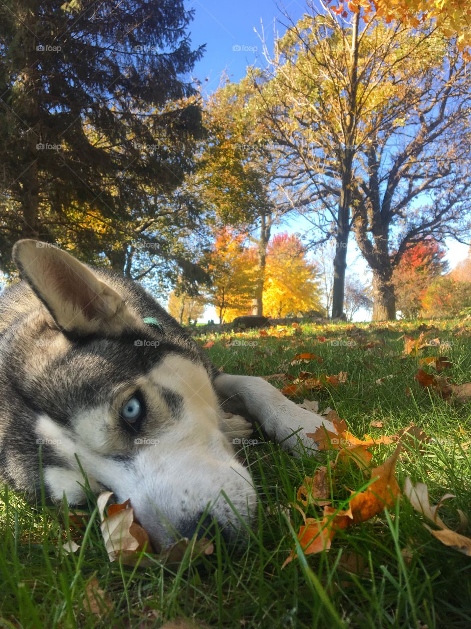 Fall relaxation 