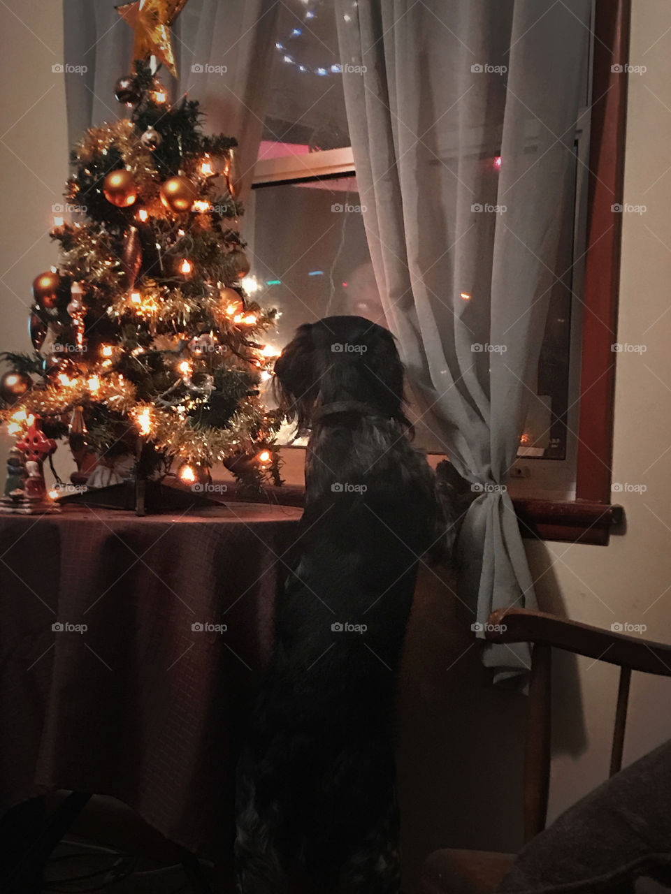 Dog waiting for Santa next to the Christmas tree