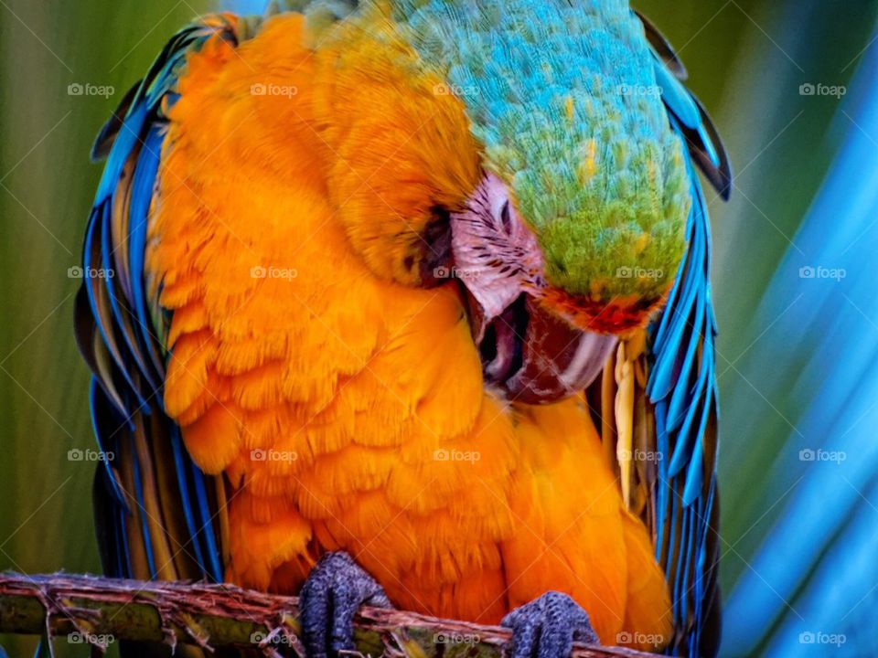 parrot