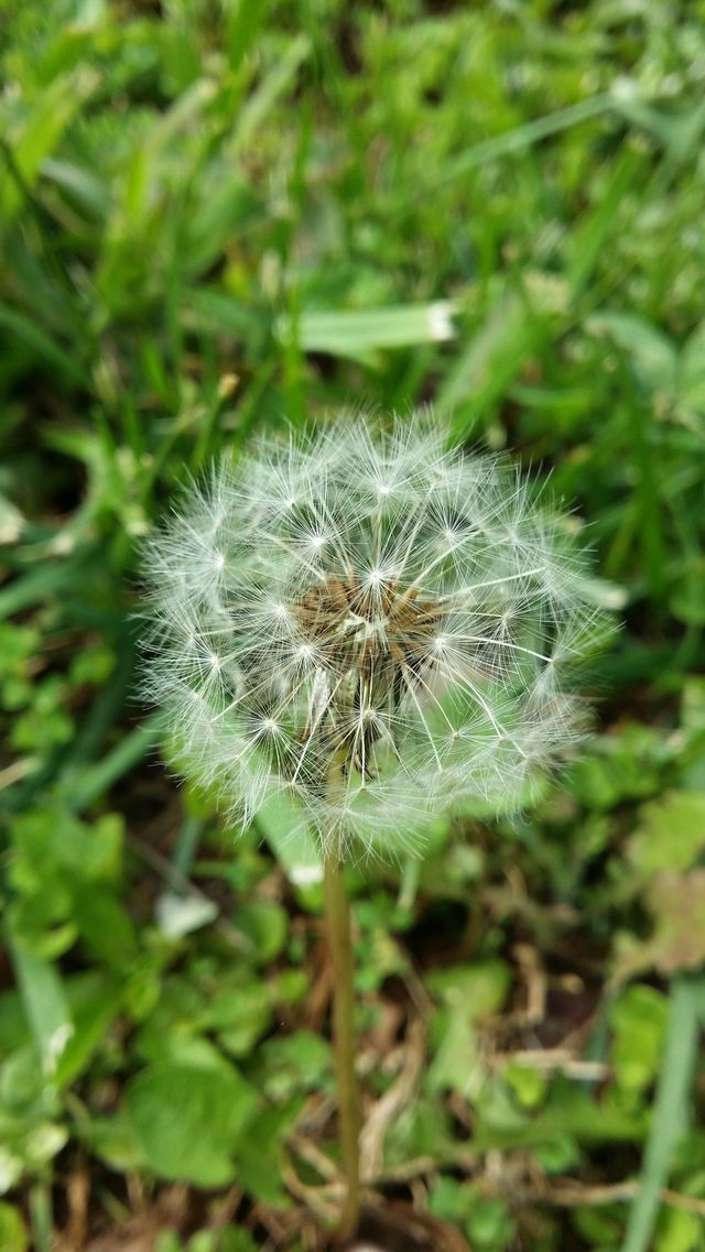 delicate