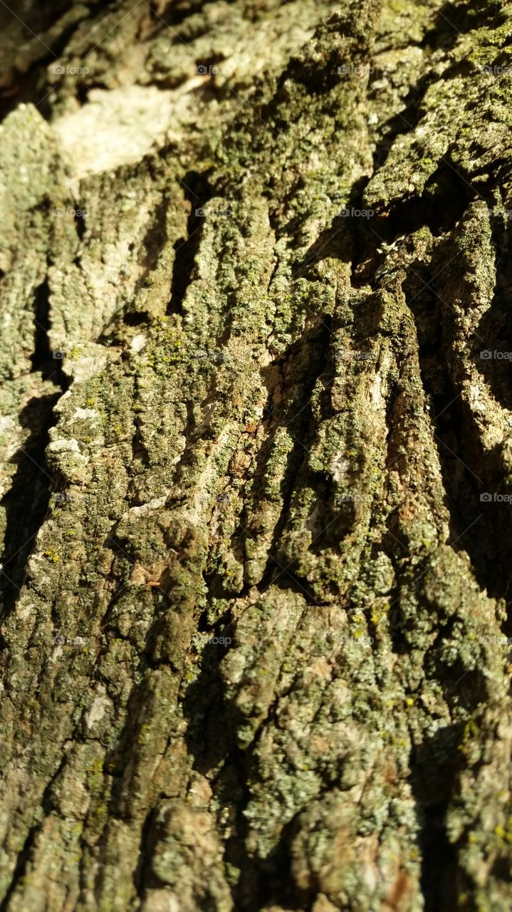 Tree Bark