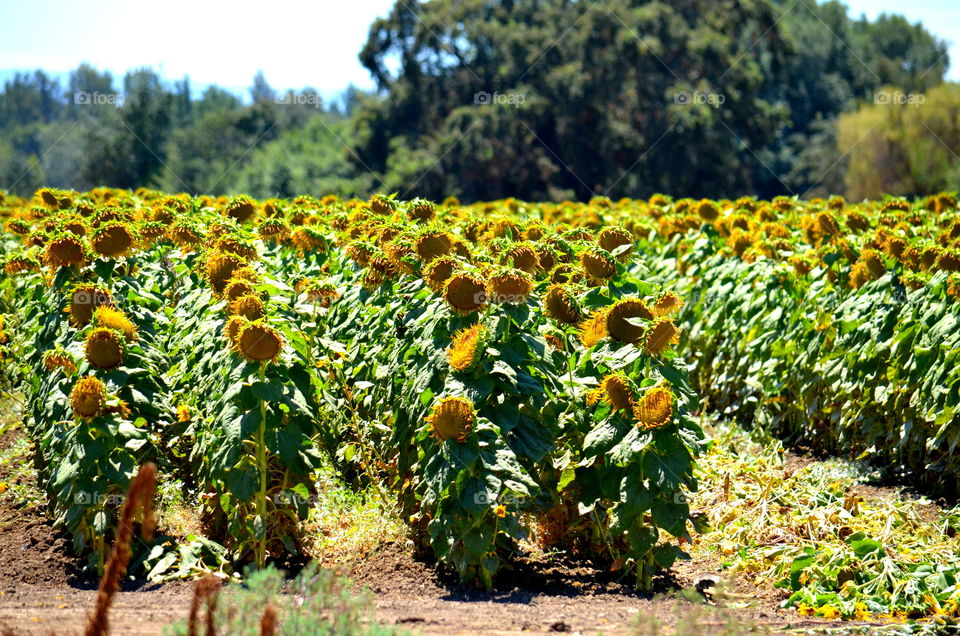 Sunflower Fields 🌻