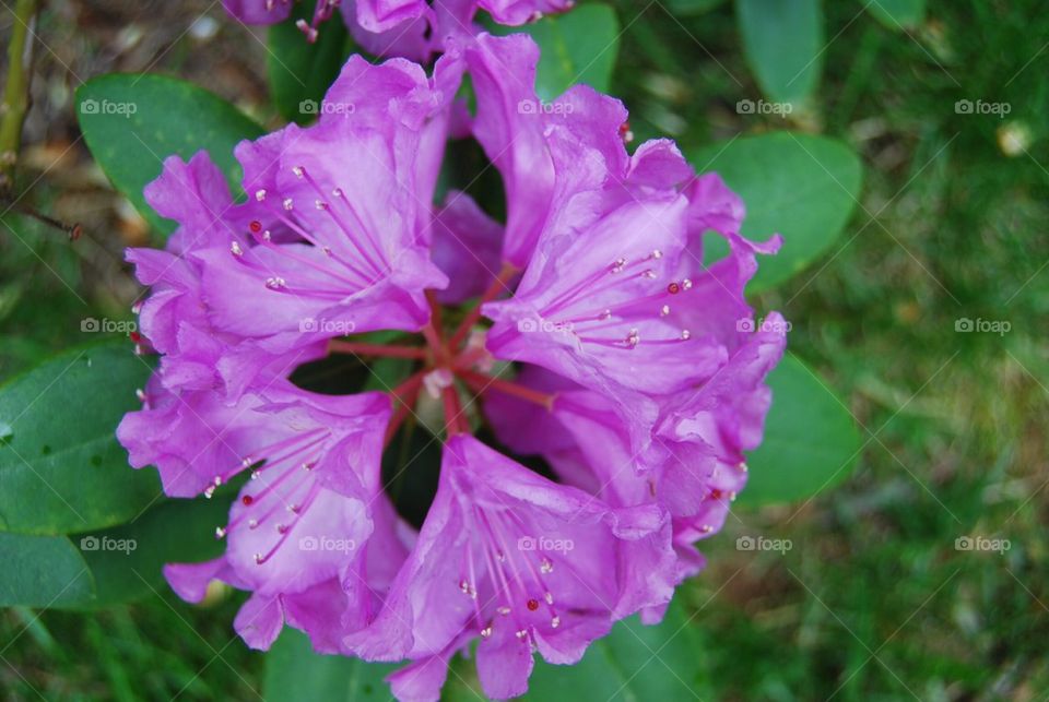 Rhododendron flower purple