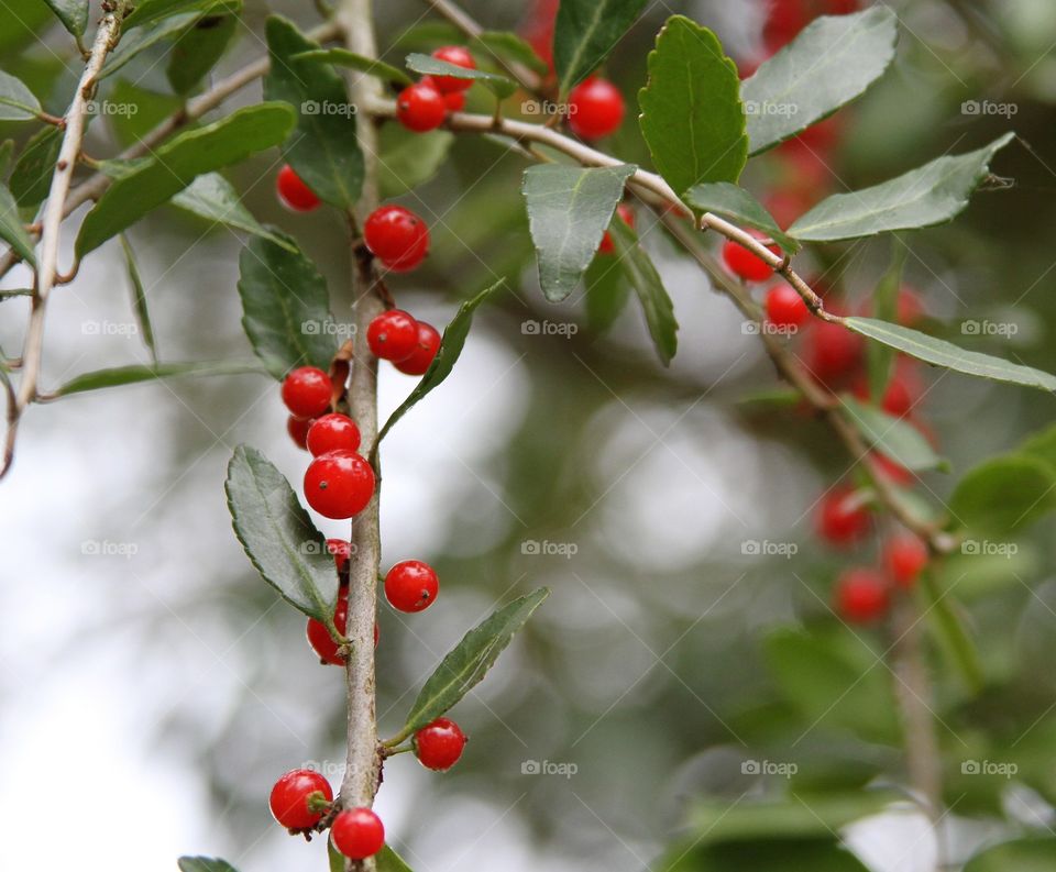 red berries on tree