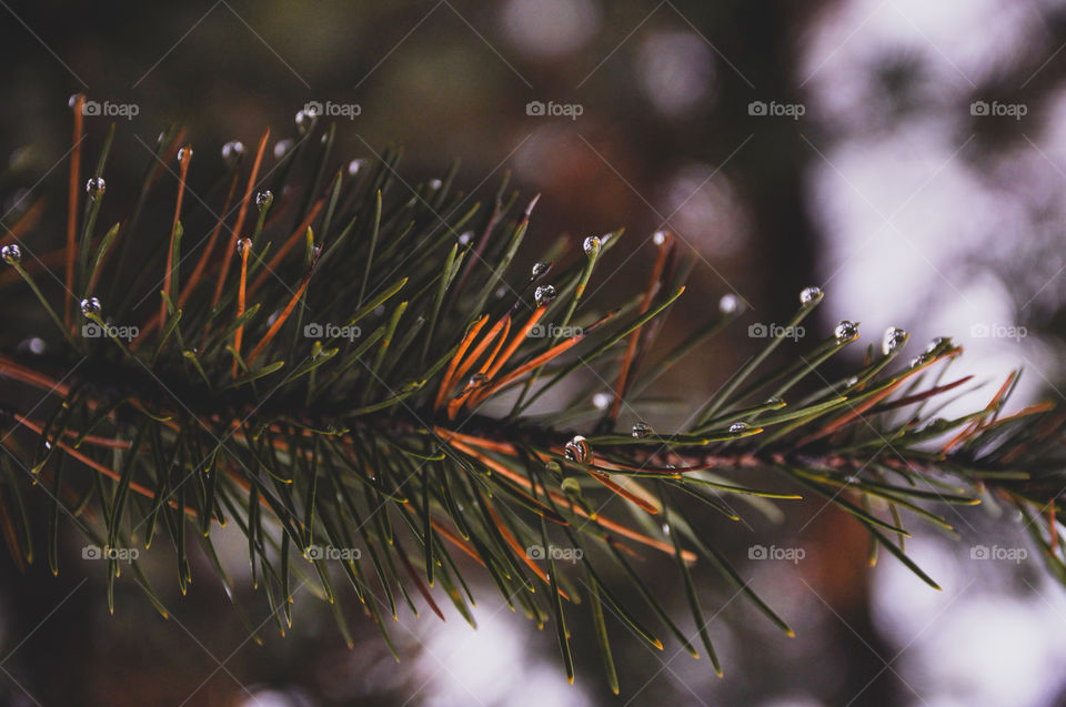 Rain drops in a pine tree. Autumn in Canada