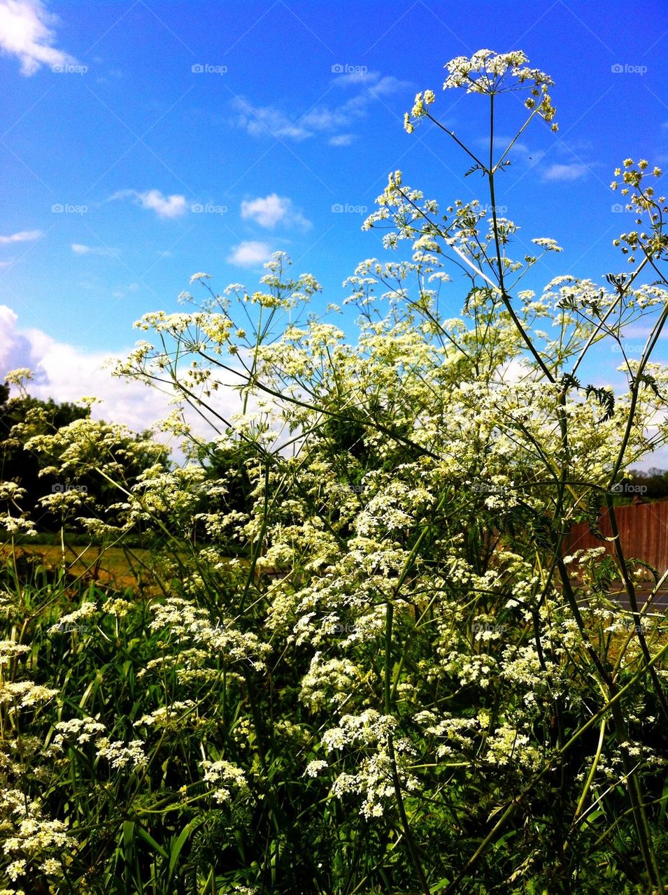 Cow parsley