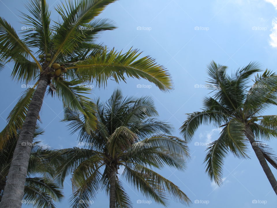 bahama palms