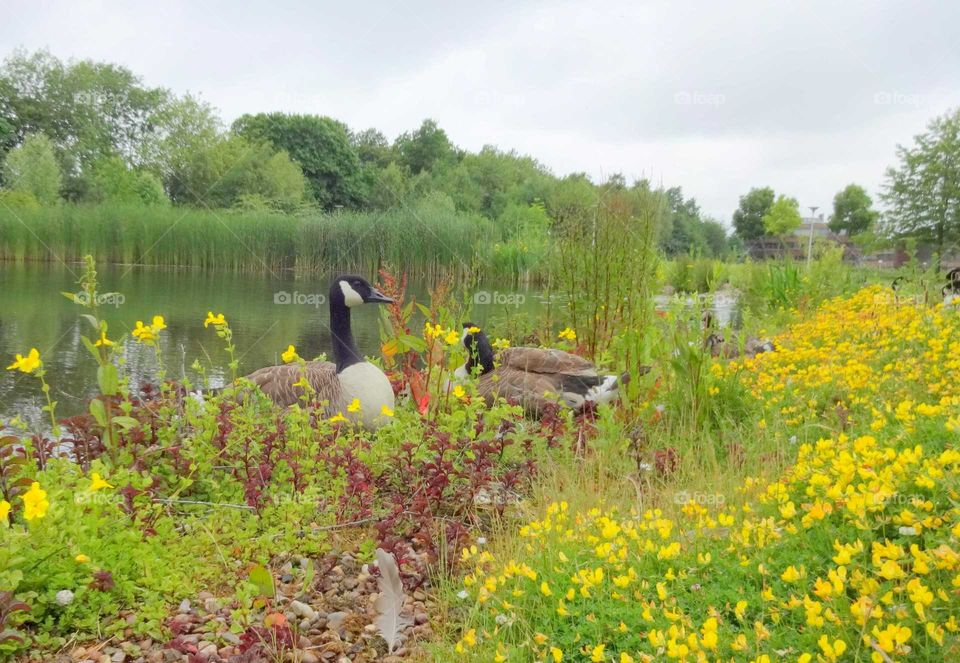landscape with ducks
