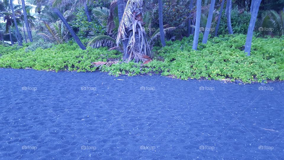 vibrant plants on black sands