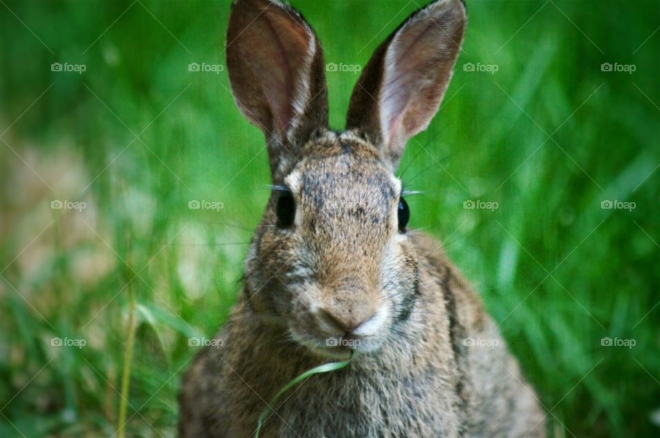 Bunny eating grass 