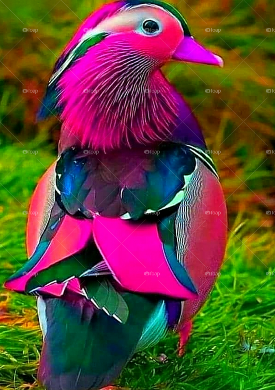 Mandarinente (Aix galericulata)

Mandarin duck (Aix galericulata)

Pato mandarim (Aix galericulata)