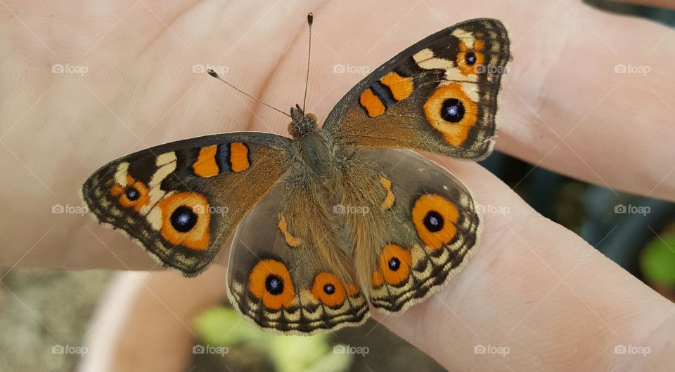 Butterfly on human hand