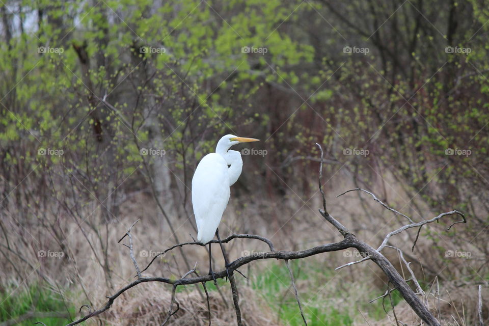 Great white egret perching on a branch during spring migration