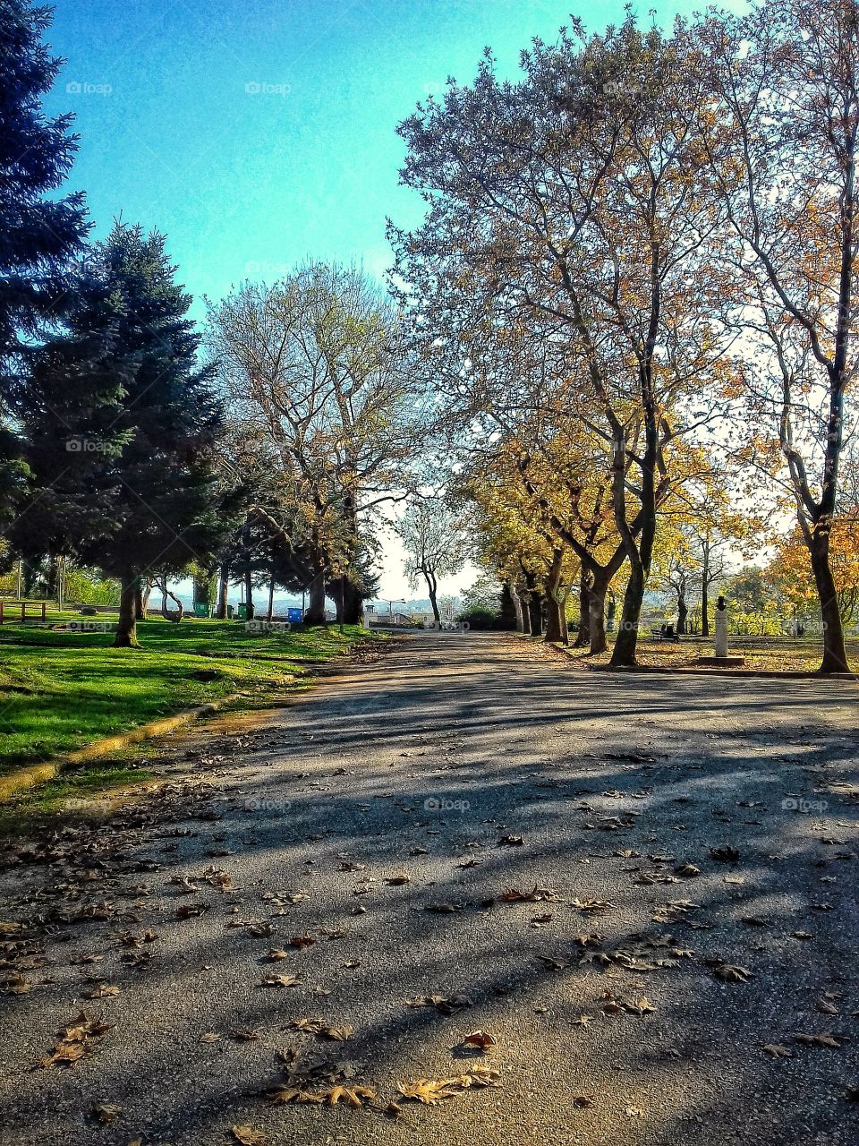 Autumn's Path
