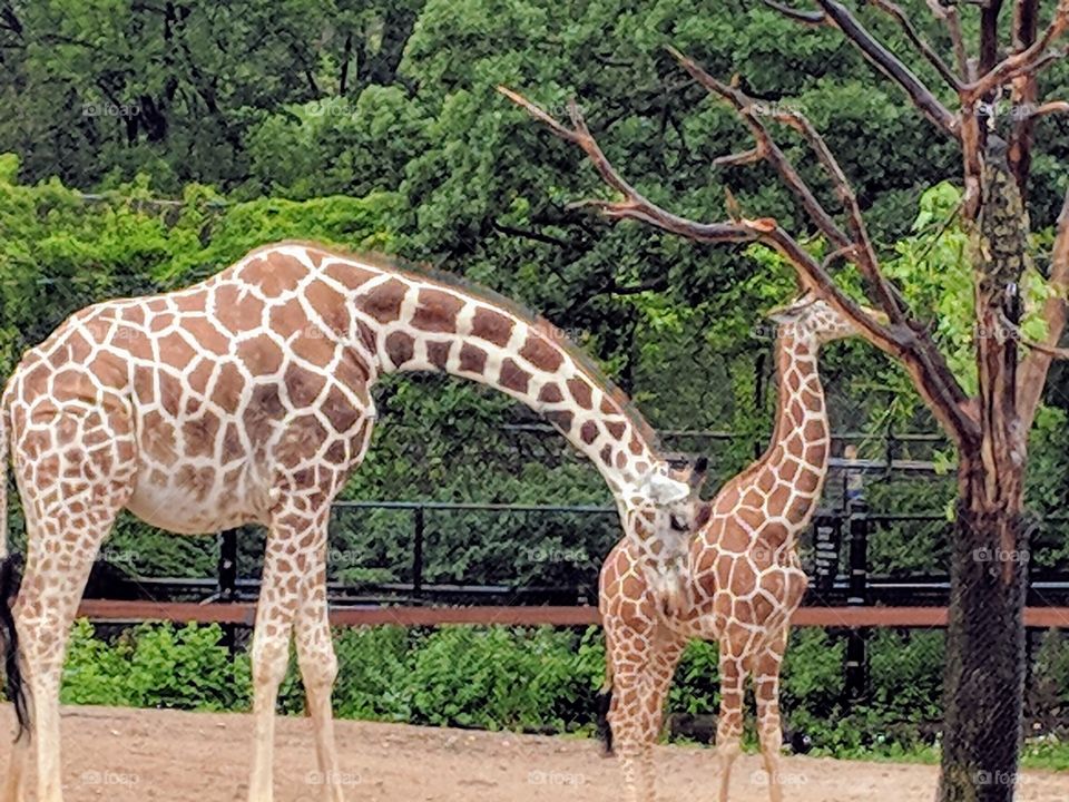 Giraffes