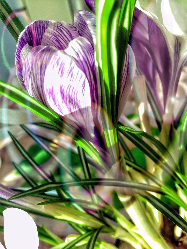 Spring flowers
