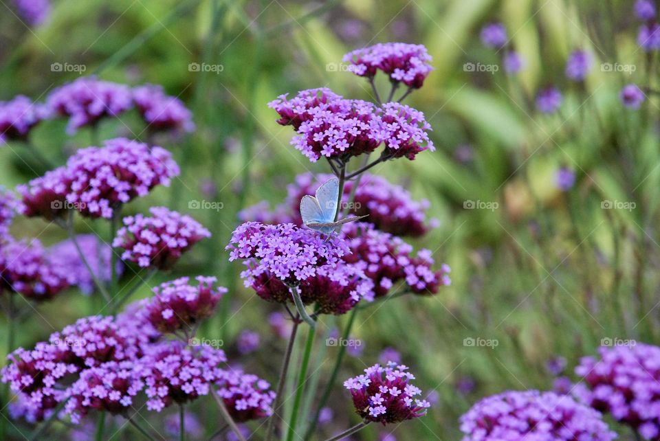 Blue butterfly on purple verbena flowers with green foliage in the background 