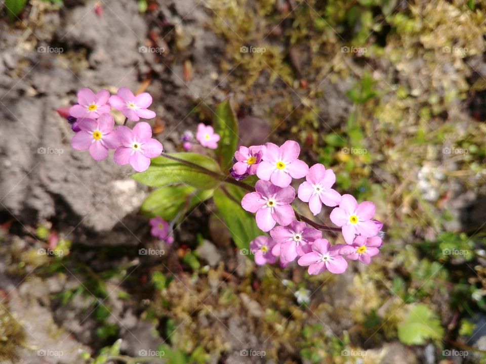 vergissmeinnicht
 blumem rosa blühen blume blühen Frühling