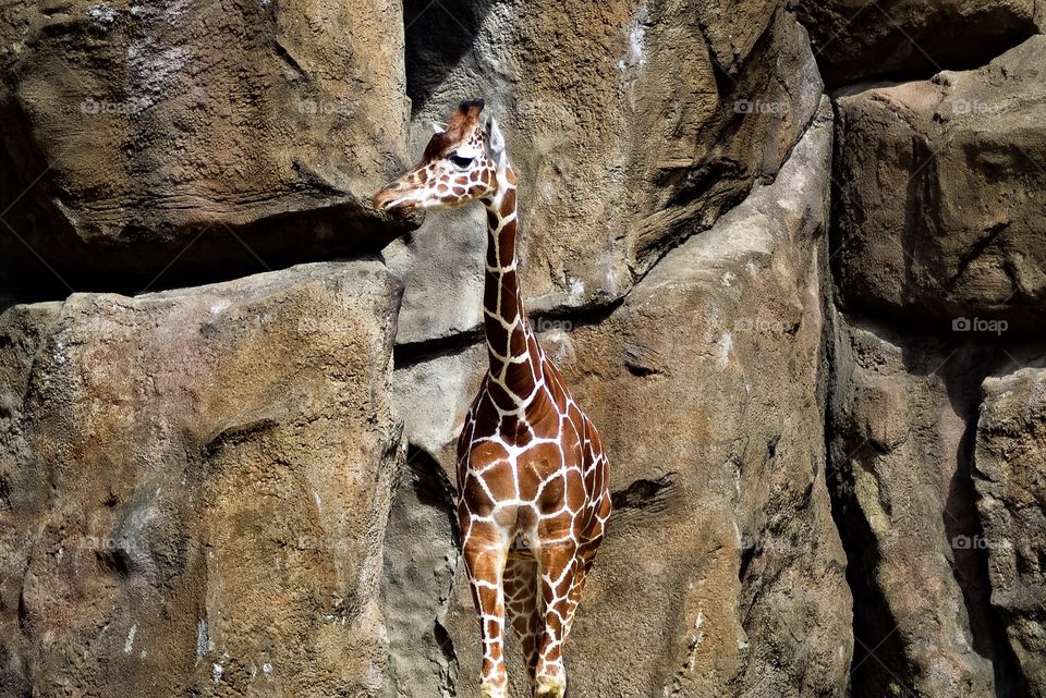 Giraffe in Captivity 