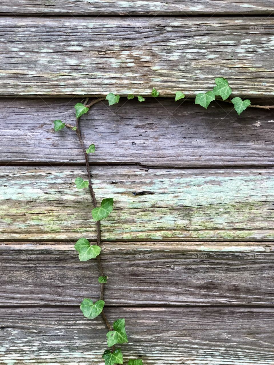 Creeper vine growing on weathered wooden boards