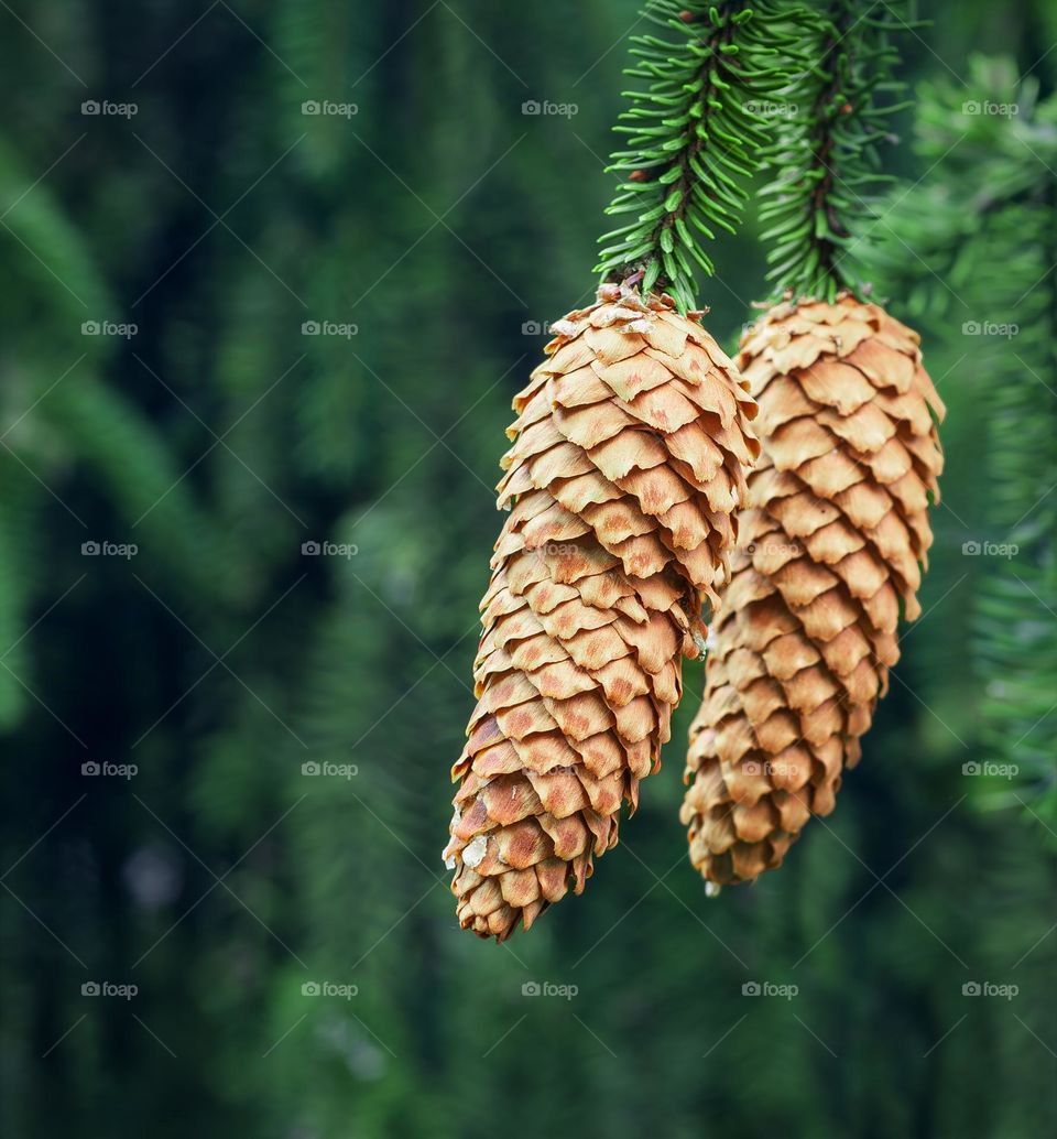 Fir cones on Norway Spruce trees in a forest 