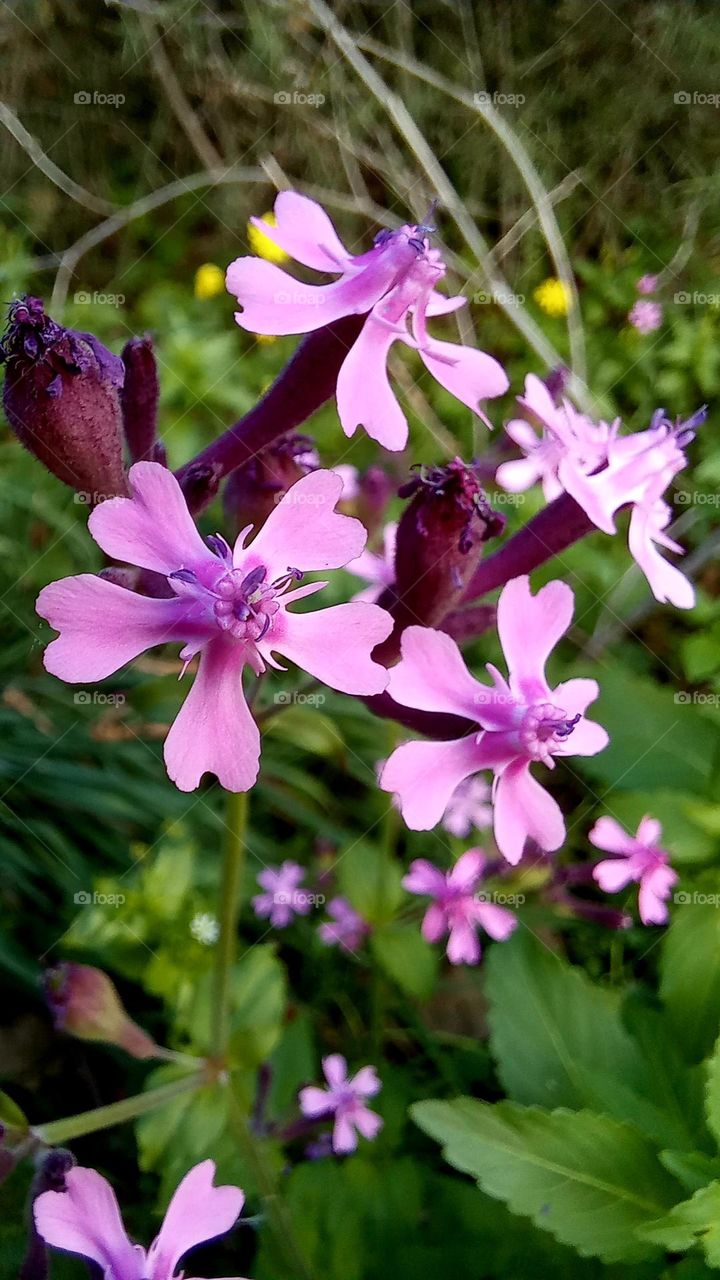 pink flowers