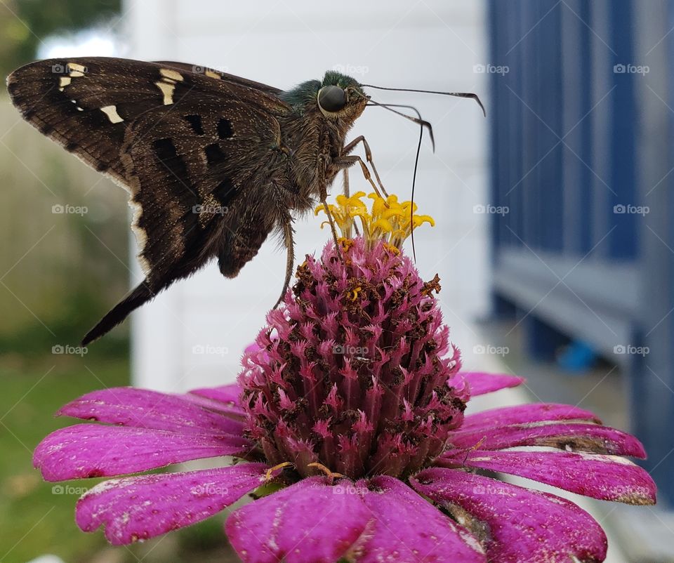 butterfly on flower