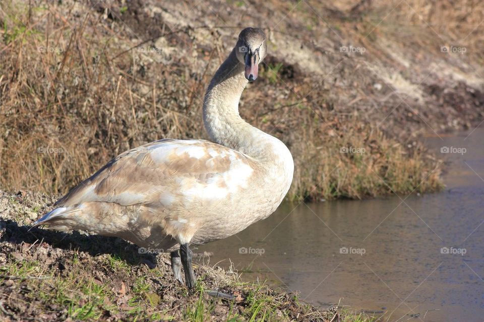 Young Swan