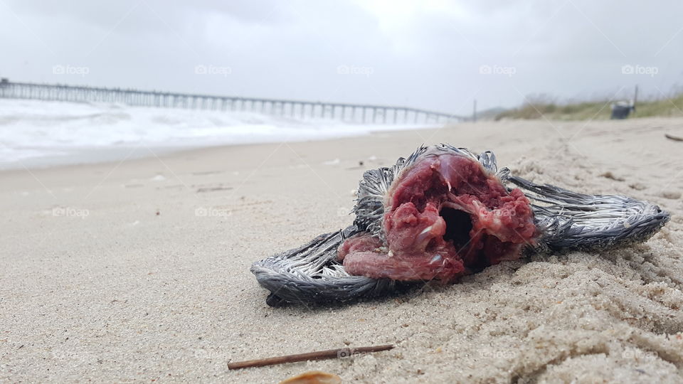 Death and Sand. Dead bird on Kure Beach after severe weather from the impending arrival of Hurricane Joaquin.