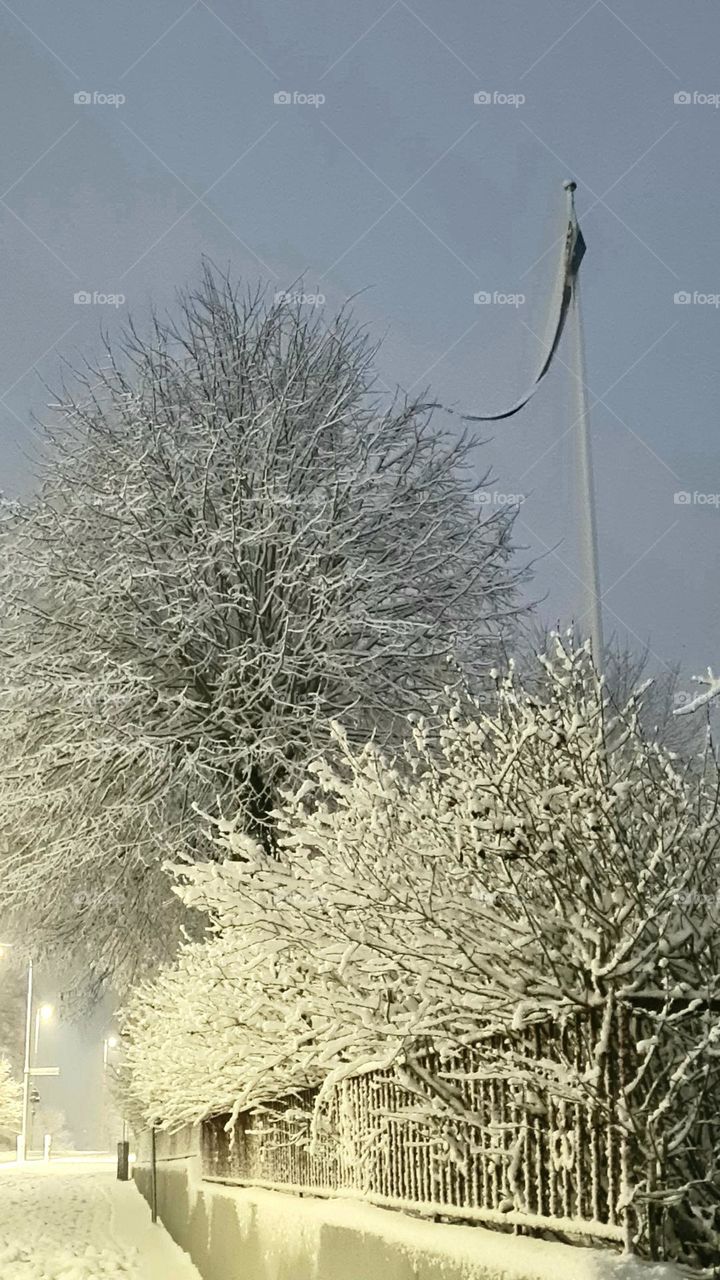 trees with snow