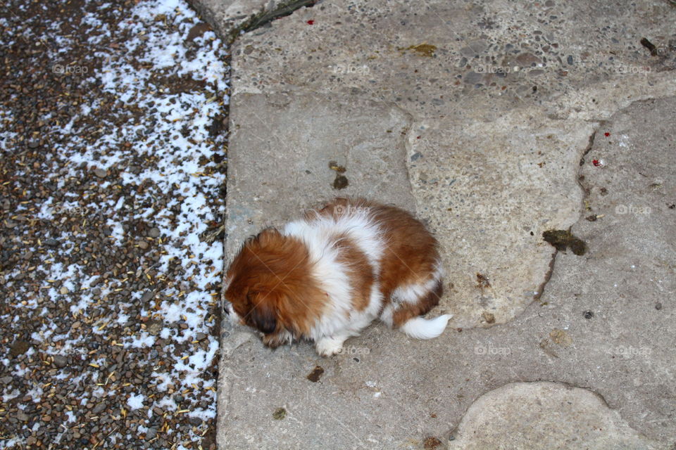 small dog on concrete and snow