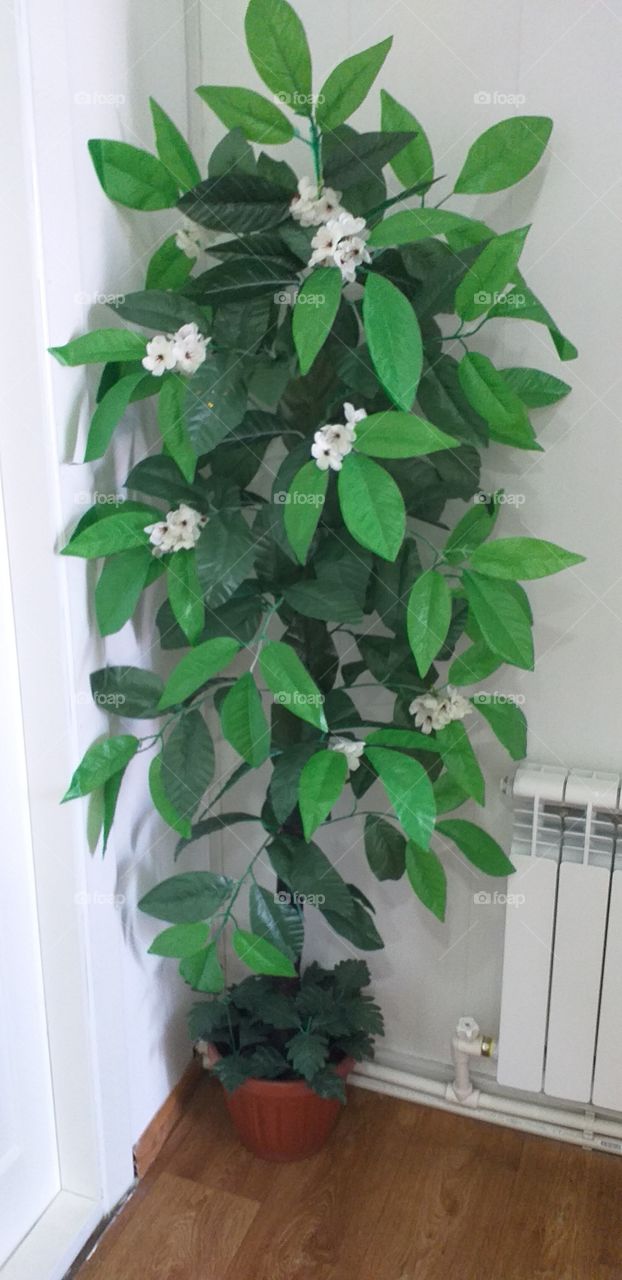 Flower beautiful🌴