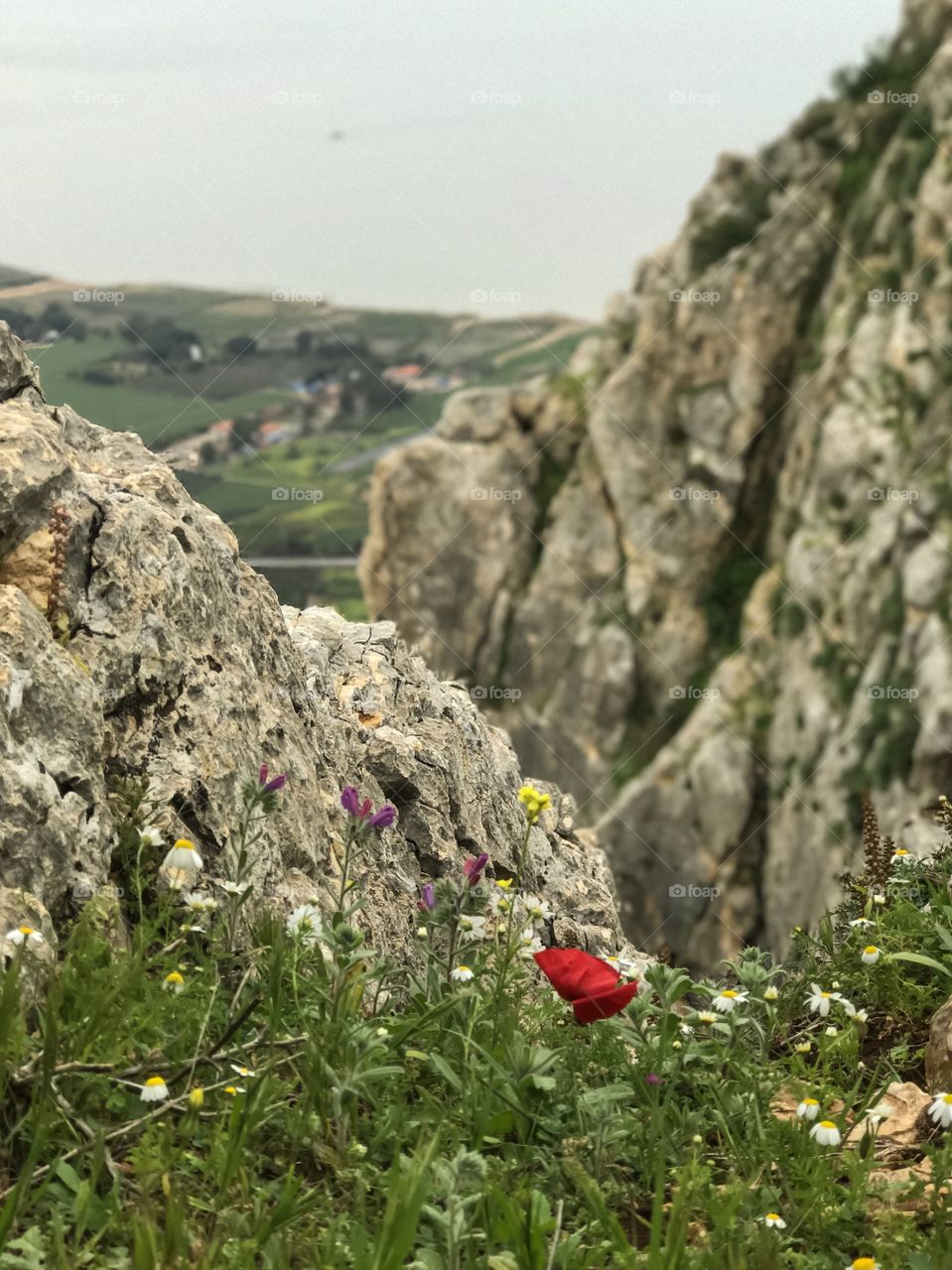 Nature Landscape Wild Flowers in Galilee, Israel. 