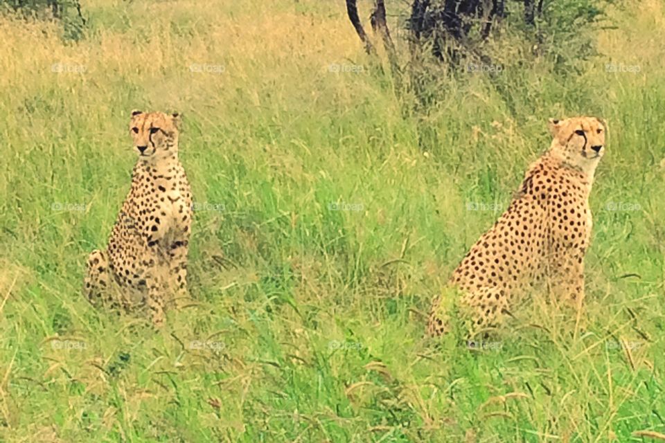 Two hunting Cheetah animals in nature up north of South Africa in a game reserve 