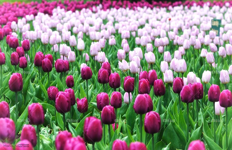 Tulips...