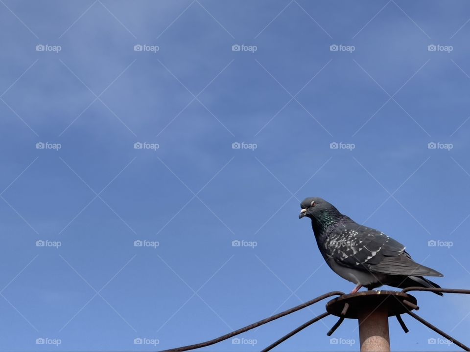 Feral pigeon sitting atop metal pole against backdrop of blue sky, background image with copy space room for text, South Australia 