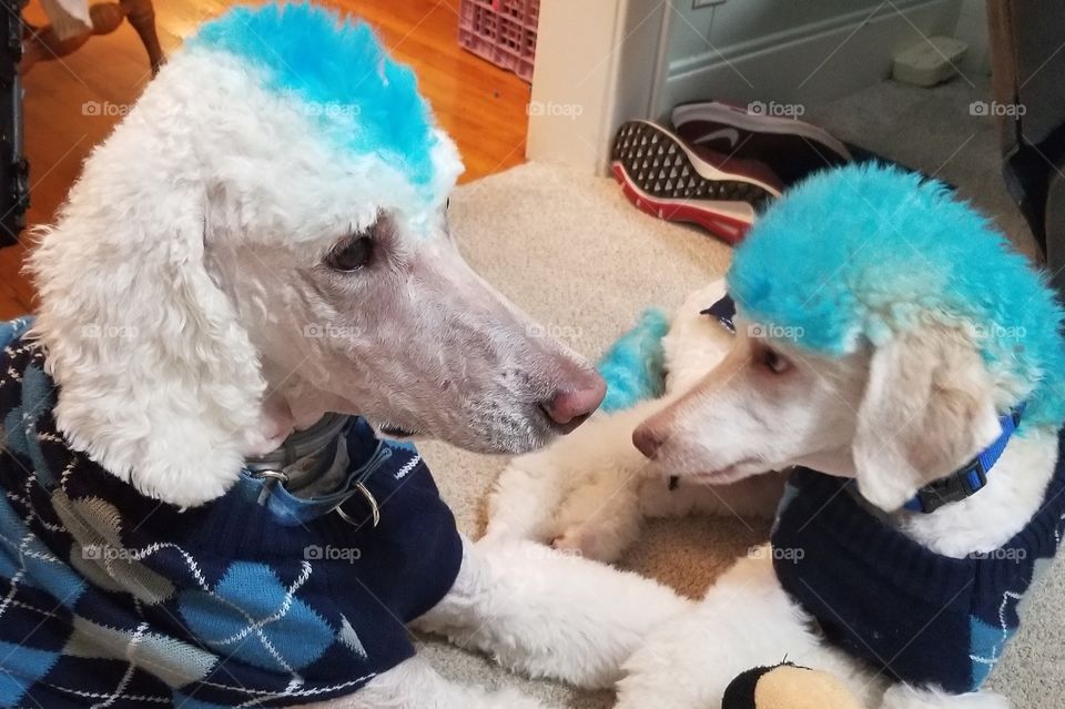 silly poodles