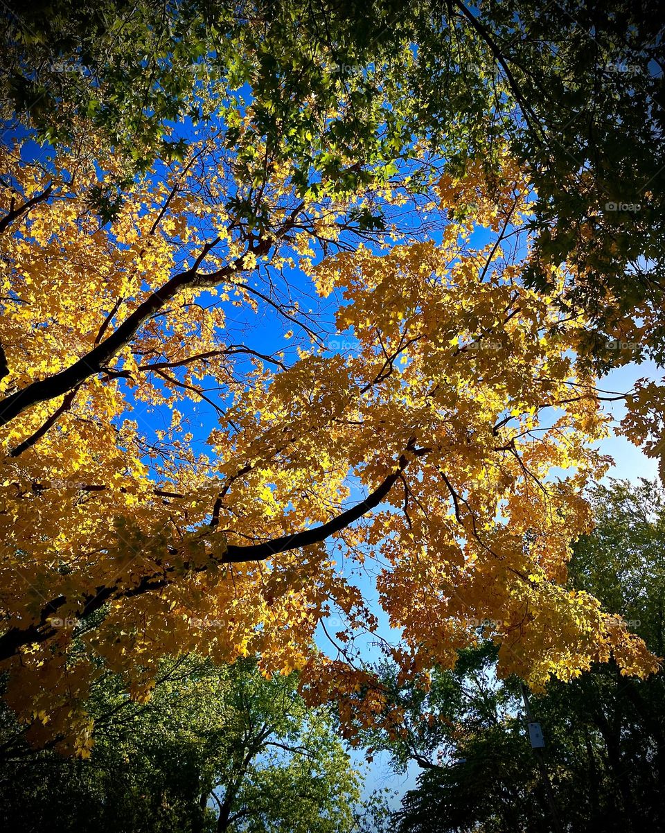 Autumn Overhead 