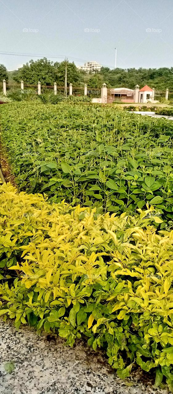 Many types and many colourful leaf yellow d green light green and light yellow leaf in garden nice cut and looks a shape of leaf