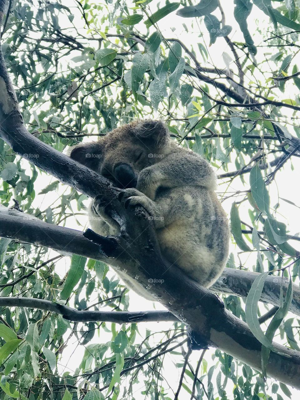 A Koala at home amongst the gum trees. 