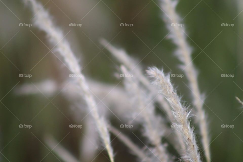 Fluffy wild grass flower in close up view