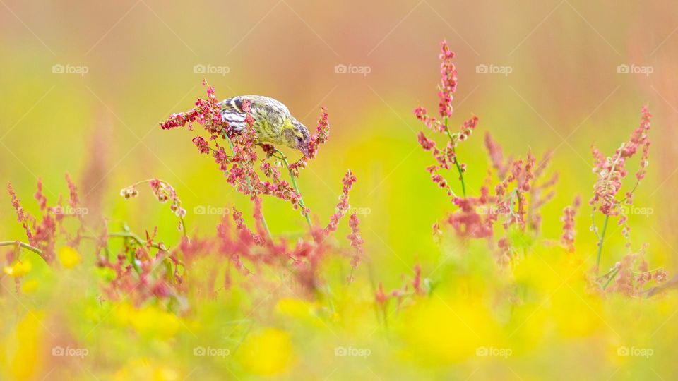 Bird on flowers