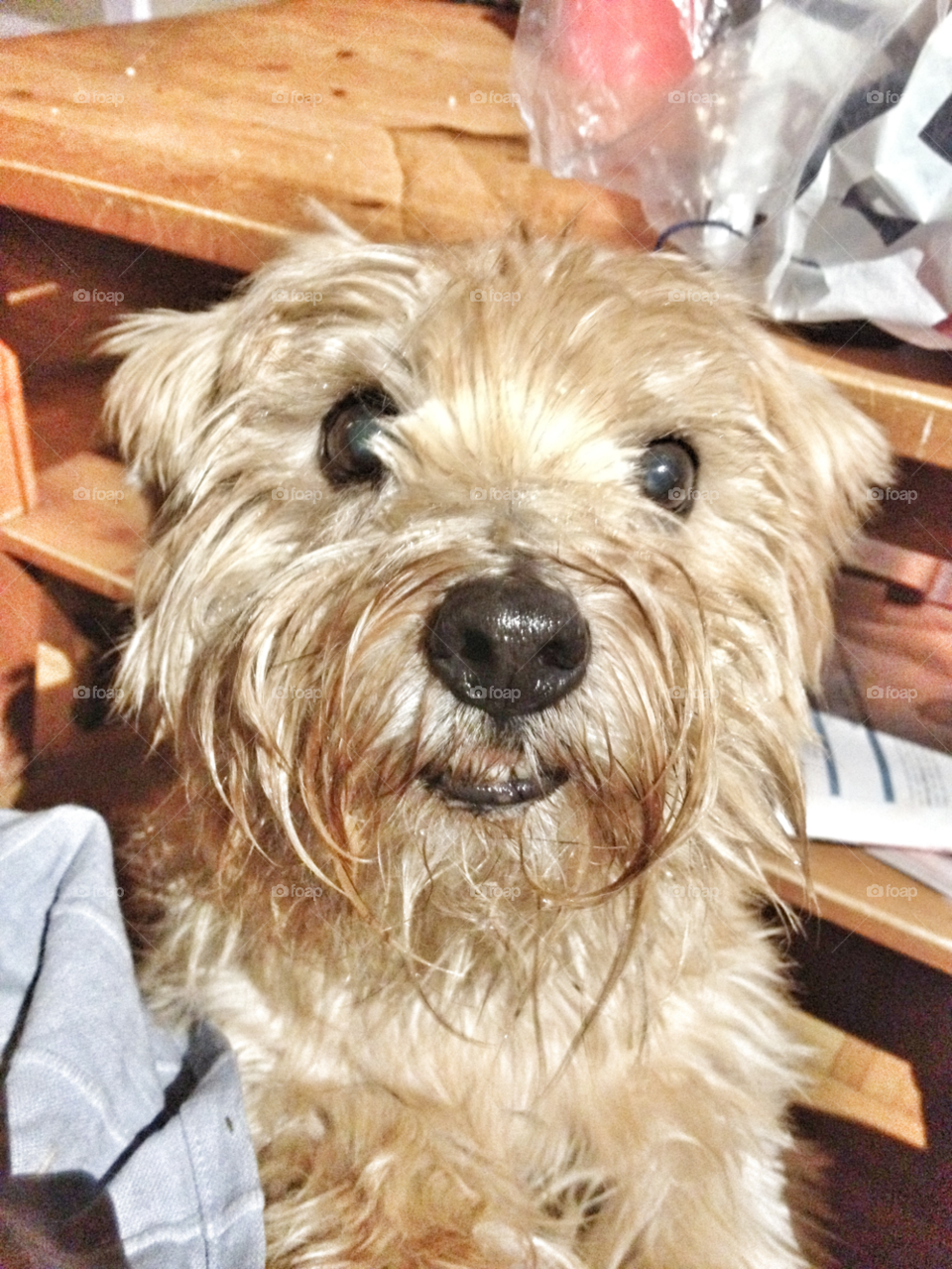 dog nose adorable begging by piaktw